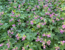Blumen vorm Haus